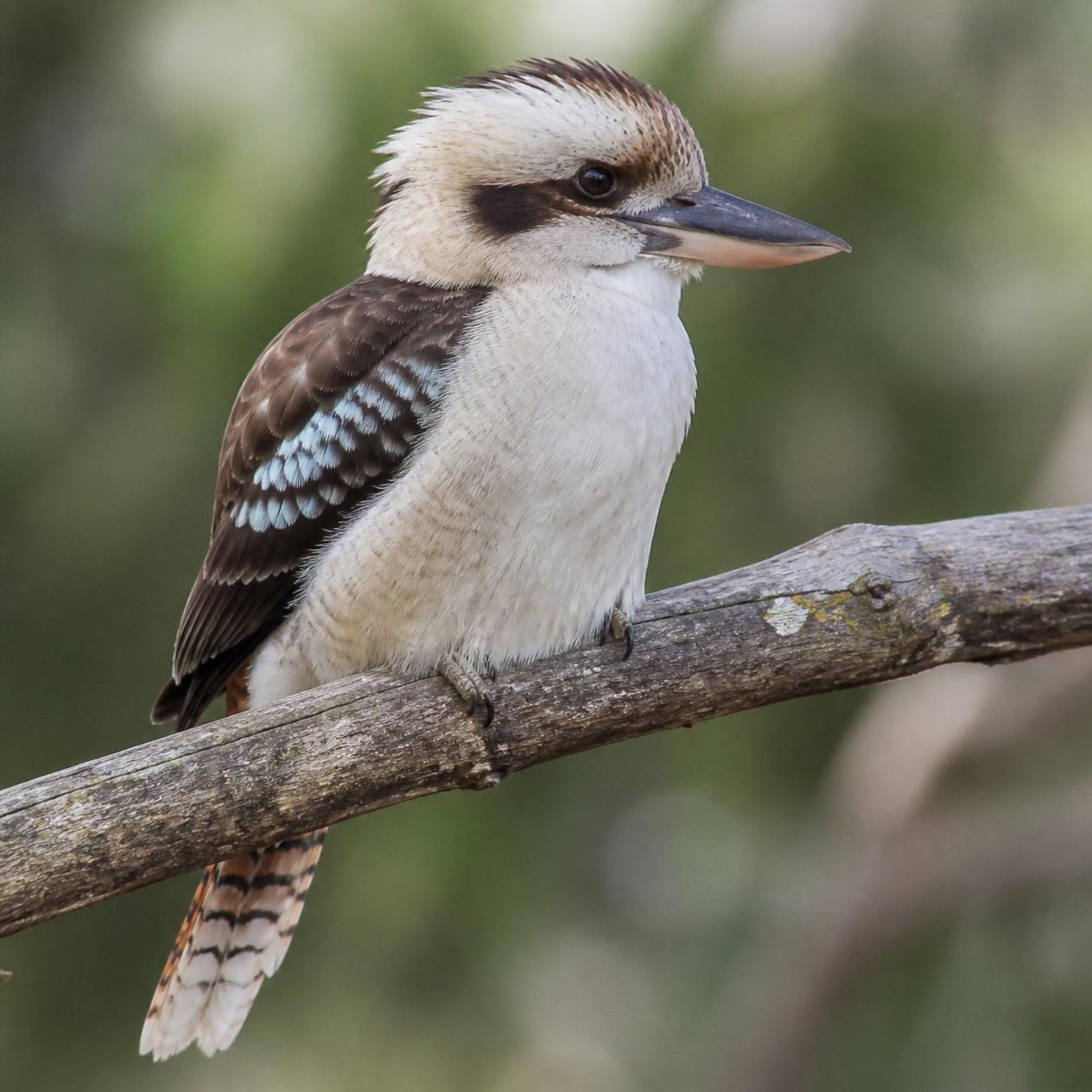 A kookaburra perched on a branch