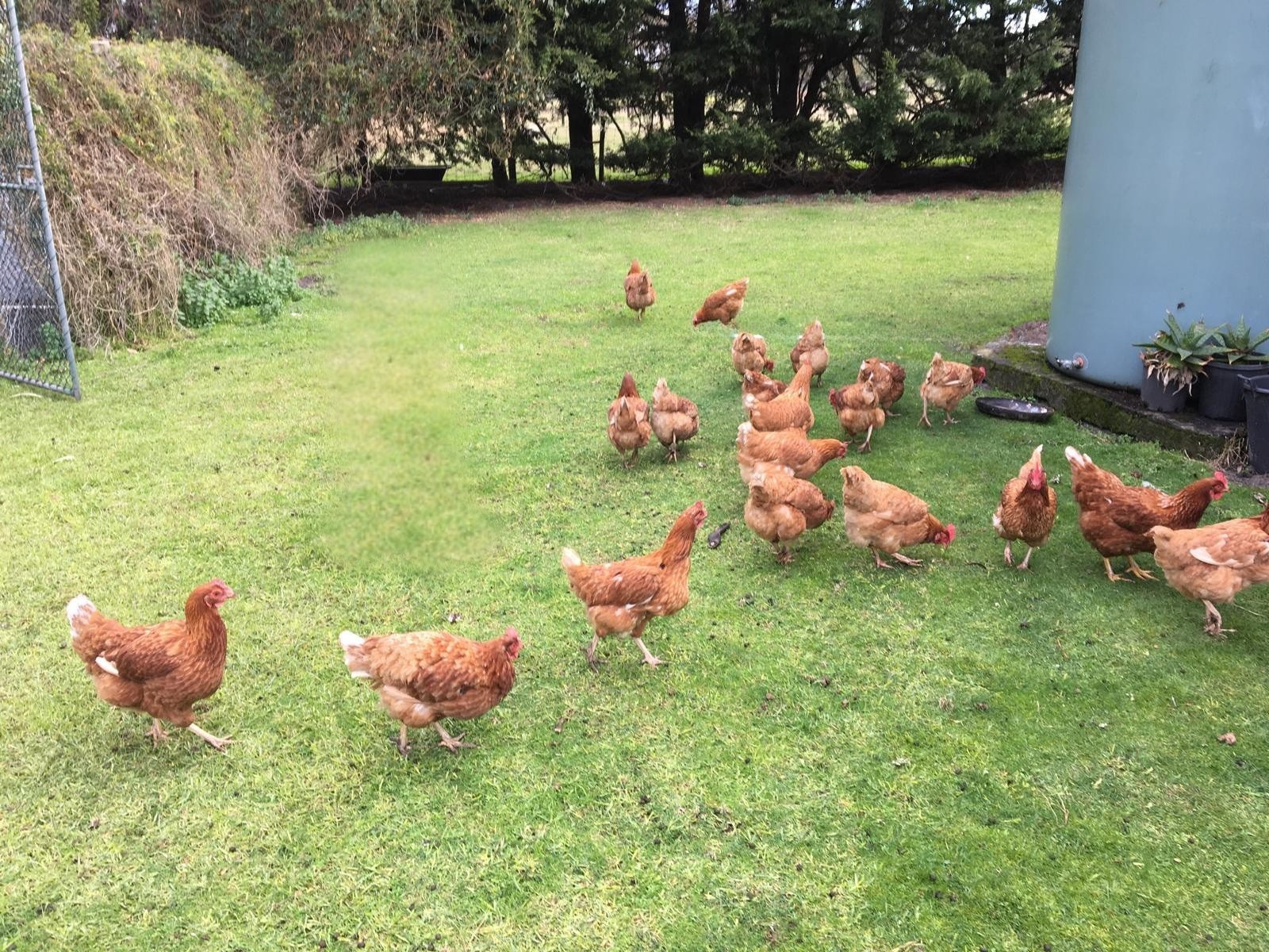 Chickens on the farm