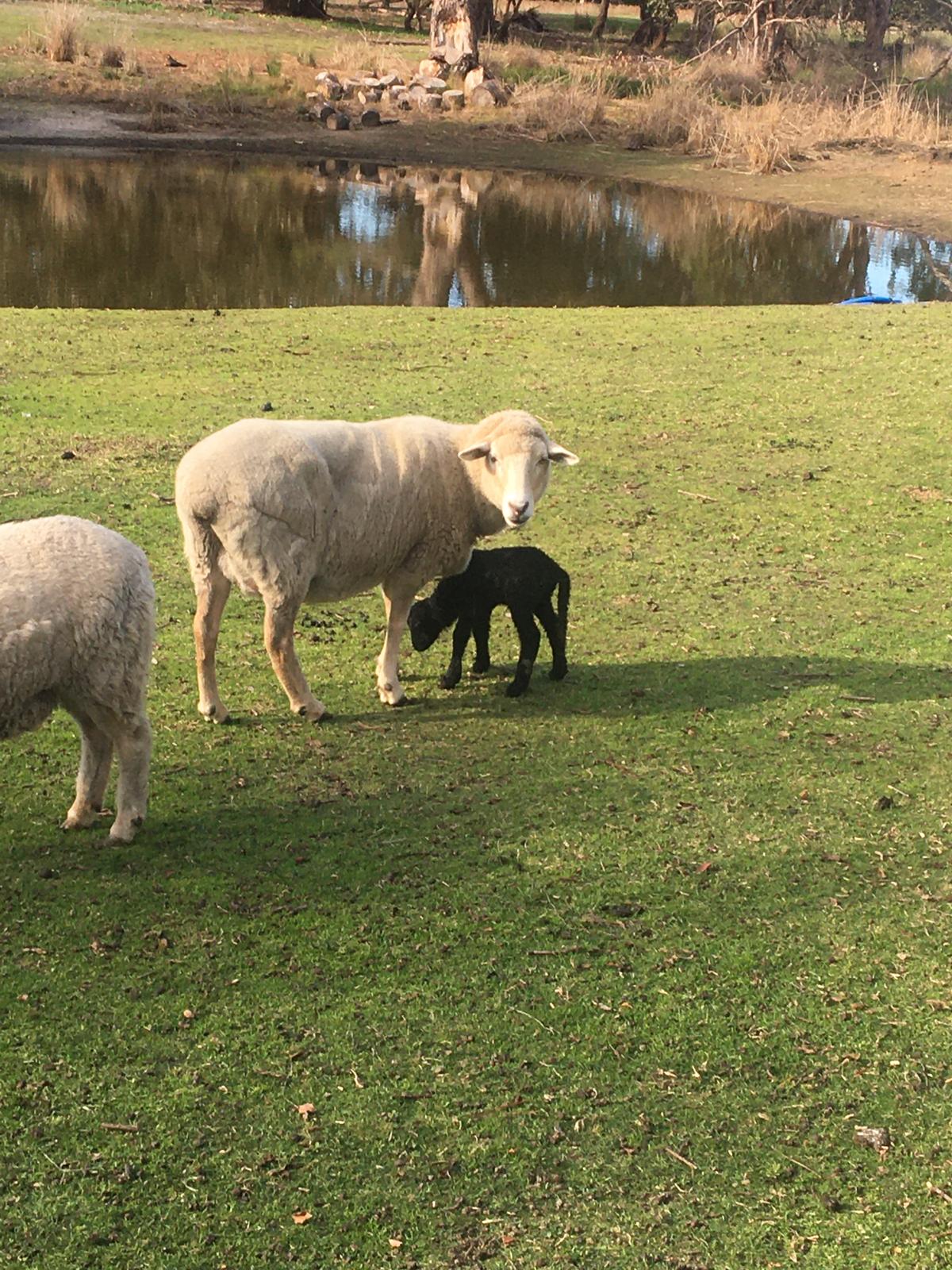 A ewe and her lamb by the dam